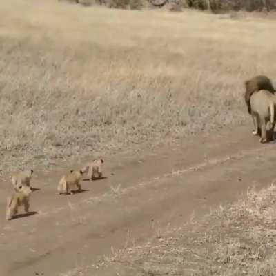 Huge lion trying to get away from his cubs