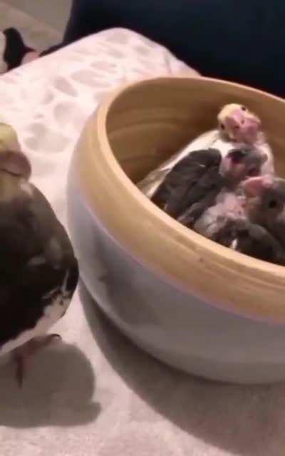 Mom parrot plays peekaboo with her babies