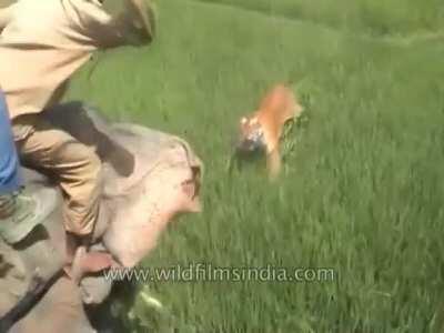 Tiger aims for a man on top of an elephant.