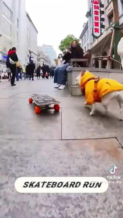 Doggie Boarding