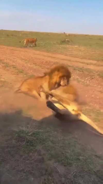 🔥 Two male lions fight for mating rights. Female nopes out of there to await the outcome from a distance