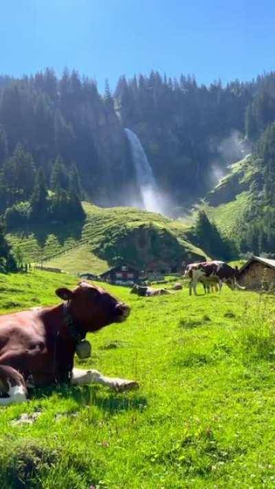 Ser una vaca en Suiza > Nacer en LATAM