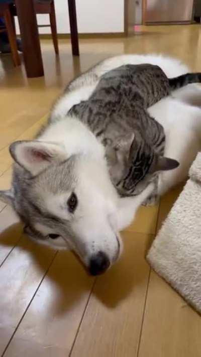 Is there a r/HuskyLackOfTantrums subreddit?