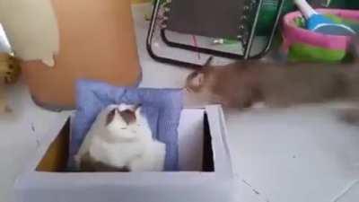 Spectacular burnout, Backwards before forwards