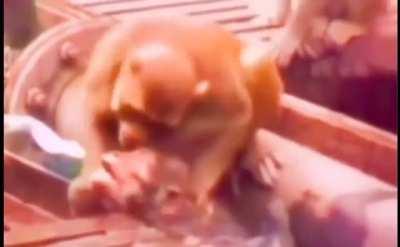 Monkey gives first aid to electrocuted monkey and brings it back to life.