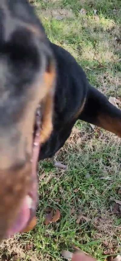 VIDEO PROOF ROTTWEILERS ARE SOME OF THE SMARTEST DOGS EVER 
