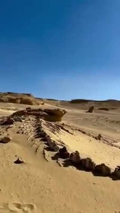 37 Million Years Old Whale Spine found in the hot dunes of Egypt