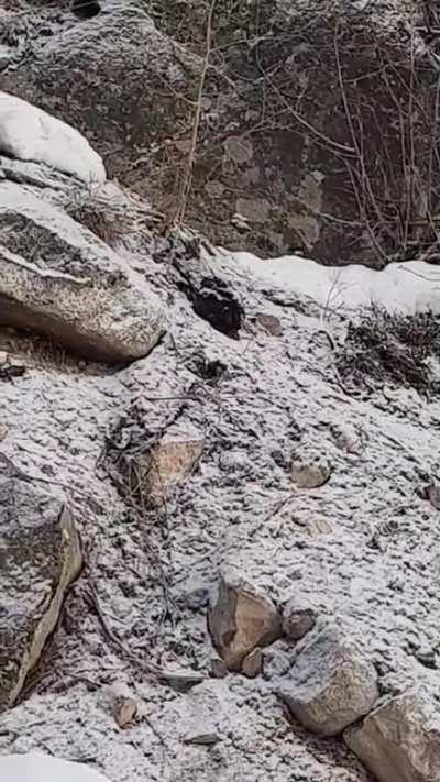 Rescuing a moose stuck in a barbed wire fence.