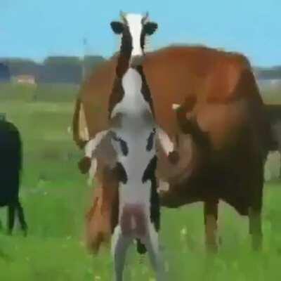 POV: you decided to but Oat milk instead of cows milk for the first time