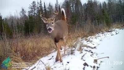 All sorts of wildlife that used a beaver dam to cross wetland