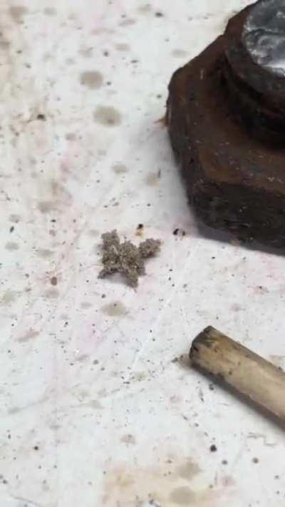 What is this little guy? I’m 43 and have never seen anything like it. Found on garage work bench.
