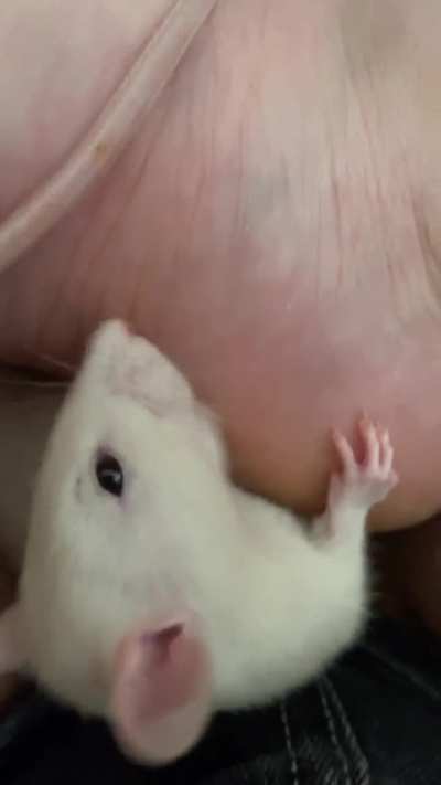 my boy rat wont stop licking me what does it means