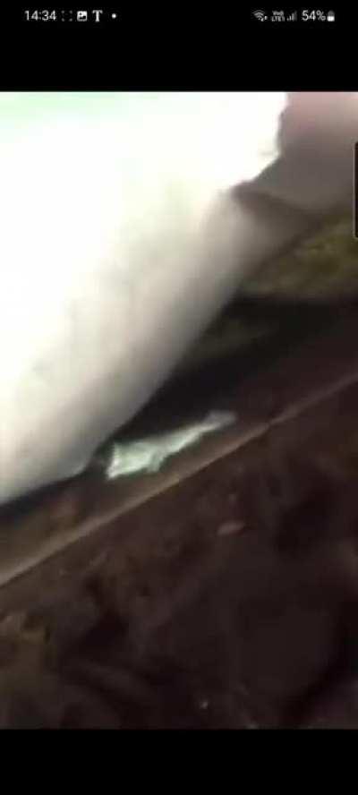 Dolphin's fleshlight