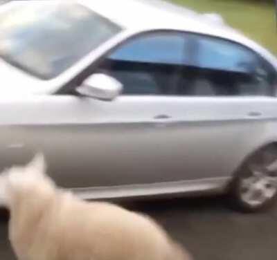 Just a little pep in his step