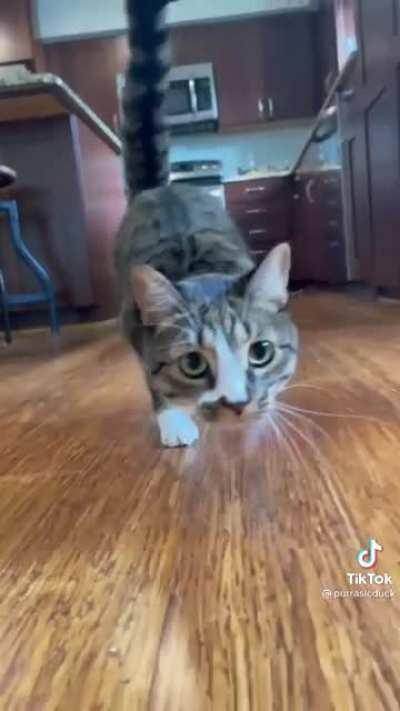 This cute cat has no front legs but is healthy and playful with a lot of energy (credit goes to Purrasicduck on Instagram and TikTok)