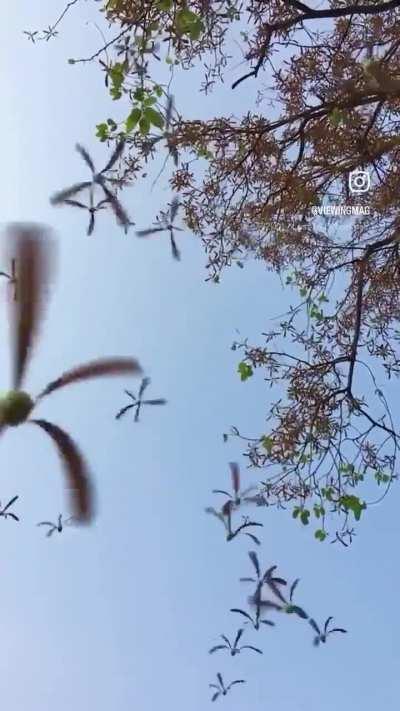 🔥 Helicopter seeds falling from a Shorea Siamensis tree