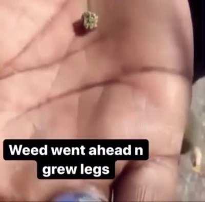 wtf the mosscreep is real