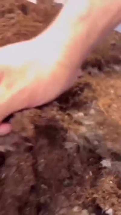 Crawling on your body