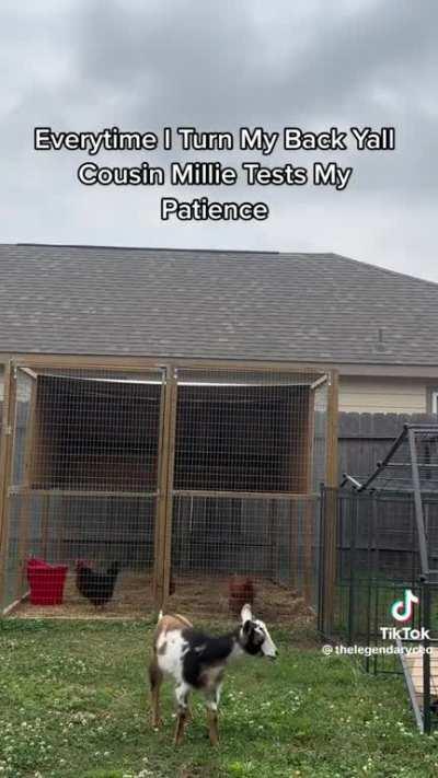 To Secure The Damn Goat!