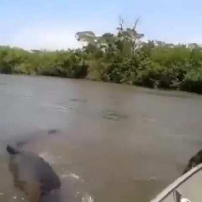 That's not an anaconda that's a fucking basilisk