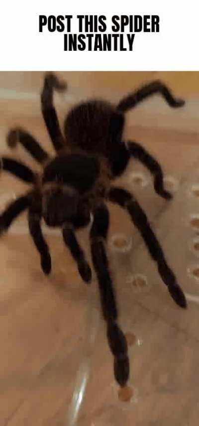 made a lil shitpost with my girl Buba