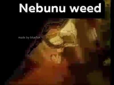 nebunu weed dar filmat cu un telefon nokia si musica inregistrata cu fieru de calcat