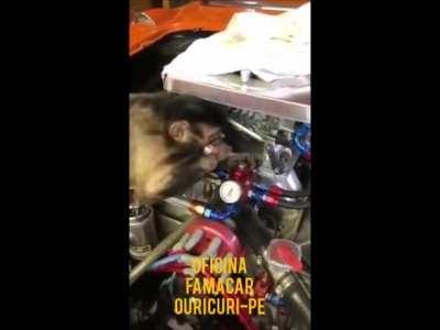 Mordoxianos chegando hoje no reddit