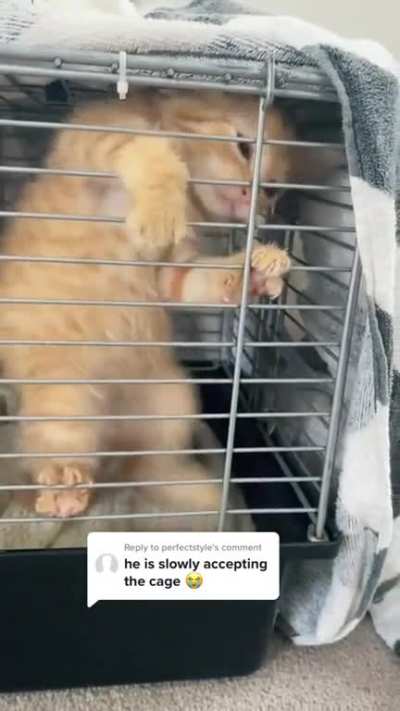 This Cage Can't Hold Me (TikTok: kittyshinanigans)