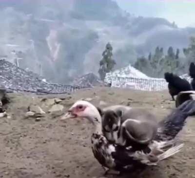 Every fluff is a pillow if you are this doggo