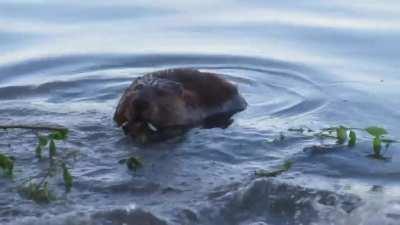 🔥 Who wants to see how a beaver reacts when another beaver bites her on the bum? 😀😀