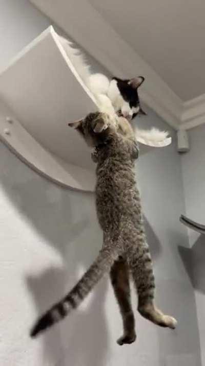 Cat plays out a scene from The Lion King.