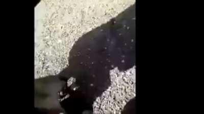 Provoking a chained dog