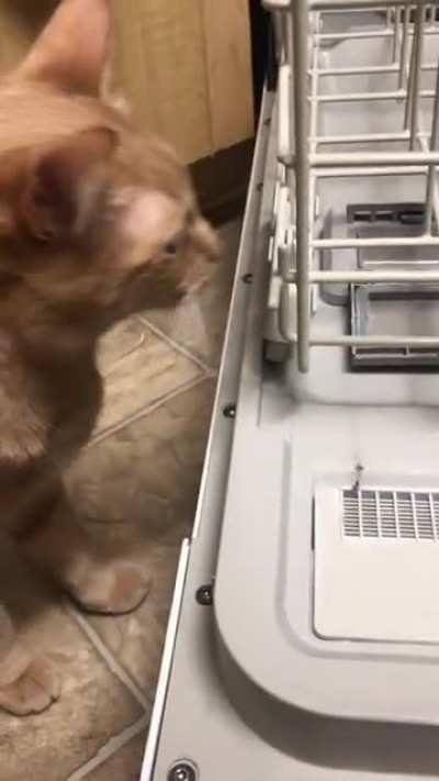 Thor using his teefies to inspect the dishwasher.