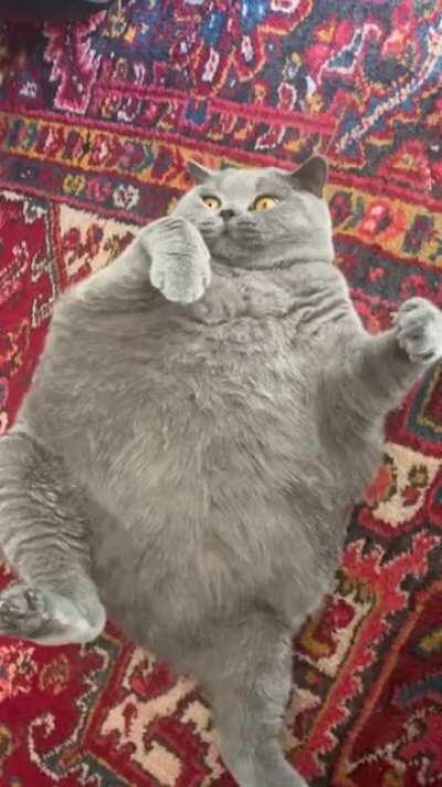 The Chonkiest of all Chonks