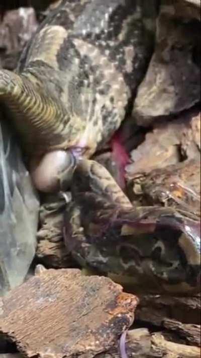 Venomous Gabon Viper giving live birth. Not all snakes lay eggs.