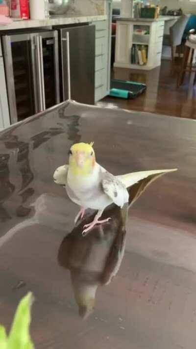 Party parrot meets and greets some lettuce!