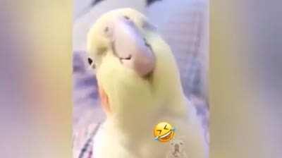 Caution: very sksy moans