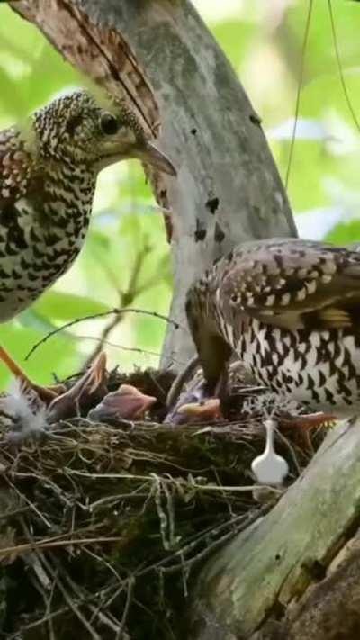 🔥 White's Thrush bringing in LOTS of food 🔥