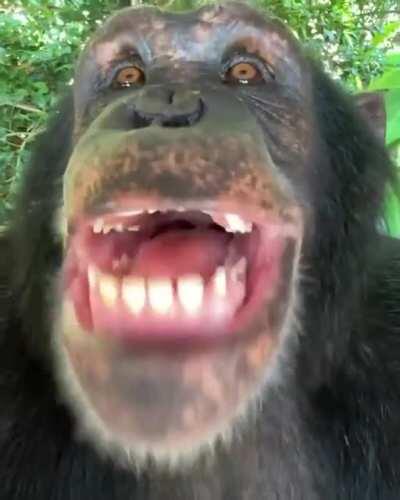 chimps are starting to learn how to talk, the chimp event in upon us