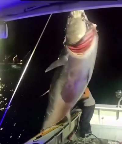 She landed this Bluefin Tuna  solo.