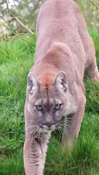 ð¥ How itâs like to be stalked by a puma