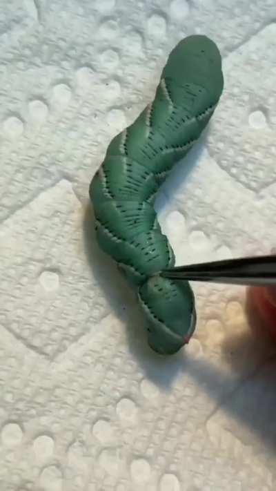 Cuidando da Lagartinha 🥹