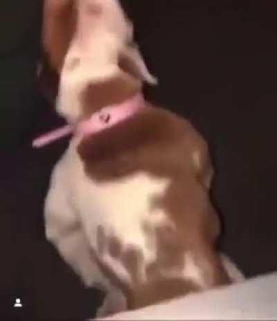 Bruce after he gets reincarnated to a dog