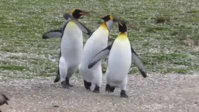 Watched a penguin bitch slap fight in the Falklands