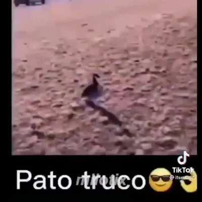 Pato