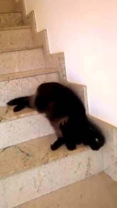 Really cat can do what they want