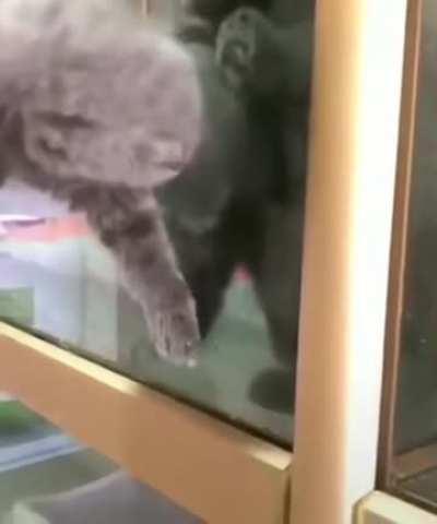 smol escape operation