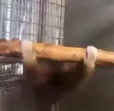 Reject humanity, become monke