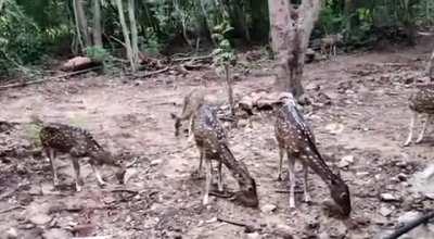 No language boundaries for BHAI