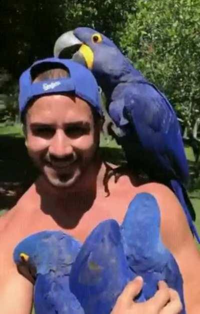 Parrots consider this man with a blue hat as one of their own.